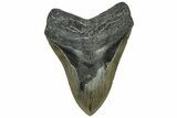 Fossil Megalodon Tooth - North Carolina #319906-1